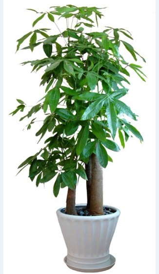 三桩发财树