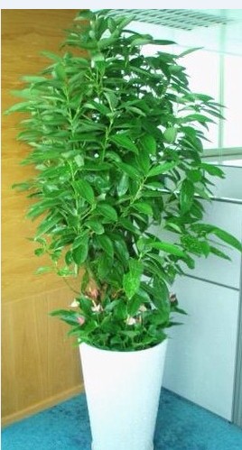 平安树
