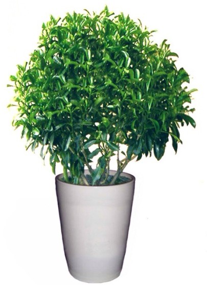 非洲茉莉