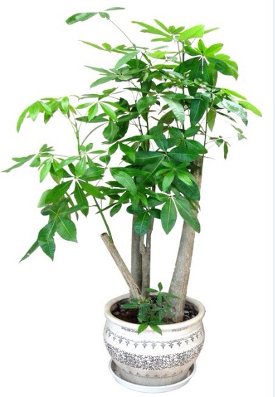 多杆发财树