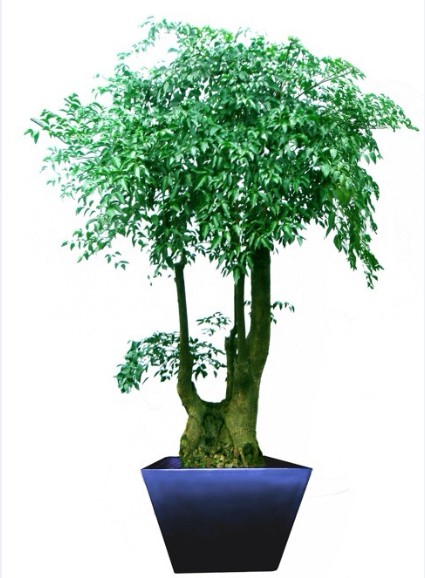 幸福树