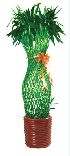 富贵竹笼