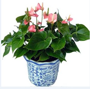 粉掌