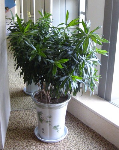 百合竹