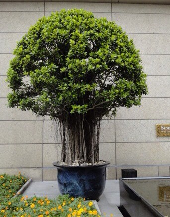 榕树