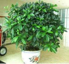 非洲茉莉