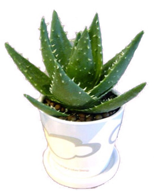 芦荟