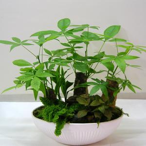 发财树
