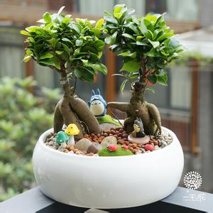 人参榕