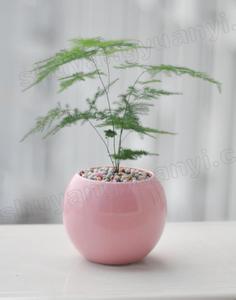 文竹