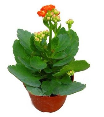 长寿花