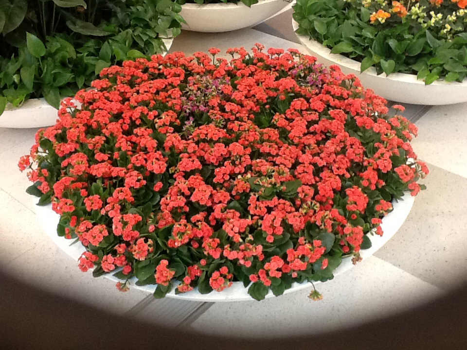 花坛