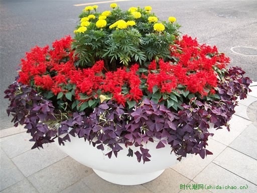 花坛