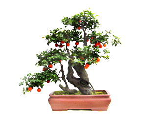 榕树盆景
