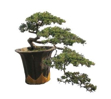 茶花盆景