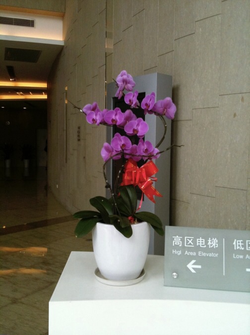 蝴蝶兰HDL03