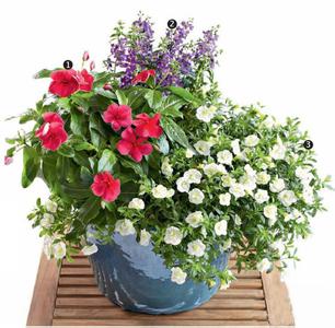 草花01
